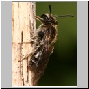 Andrena minutula - Sandbiene w02 7mm.jpg